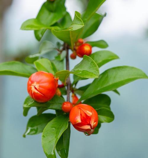 石榴花的花语用什么成语形容最合适？
