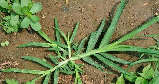 牛筋草是一年生还是多年生？如何区分和管理？