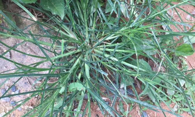 牛筋草用什么除草剂能杀死？有效去除牛筋草的方法有哪些？