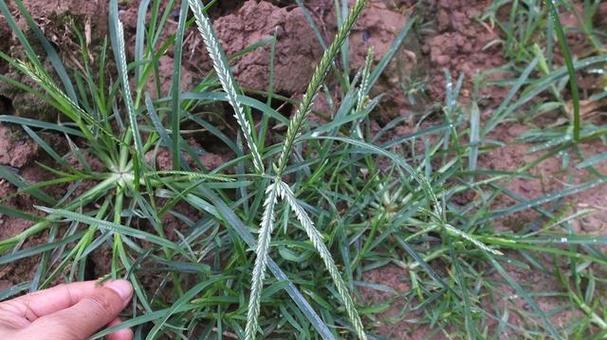 牛筋草用什么除草剂能杀死？有效去除牛筋草的方法有哪些？