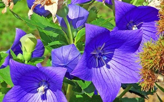 道歉的花语是什么花？哪种花代表诚挚的歉意？