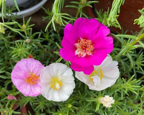 道歉的花语是什么花？哪种花代表诚挚的歉意？