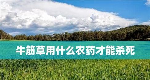 牛筋草用什么除草剂能杀死？有效去除牛筋草的方法有哪些？