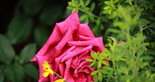 道歉的花语是什么花？哪种花代表诚挚的歉意？