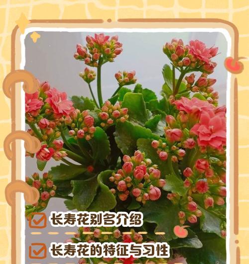花店名字中青字的花语含义是什么？