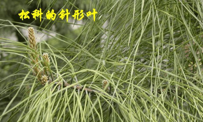 牛筋树属于裸子植物吗？它的分类和特点是什么？
