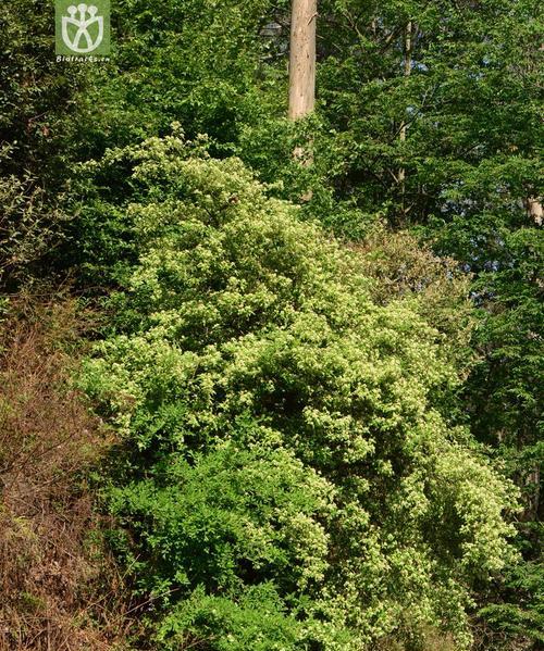 牛筋树属于裸子植物吗？它的分类和特点是什么？