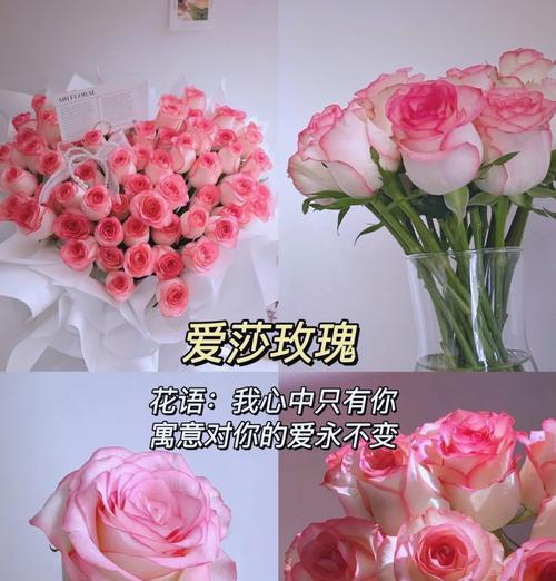 温氏中的玫瑰花语是什么？温氏中的玫瑰代表什么？