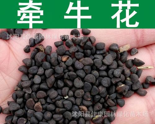 牛毛草有种子吗？如何繁殖和种植牛毛草？