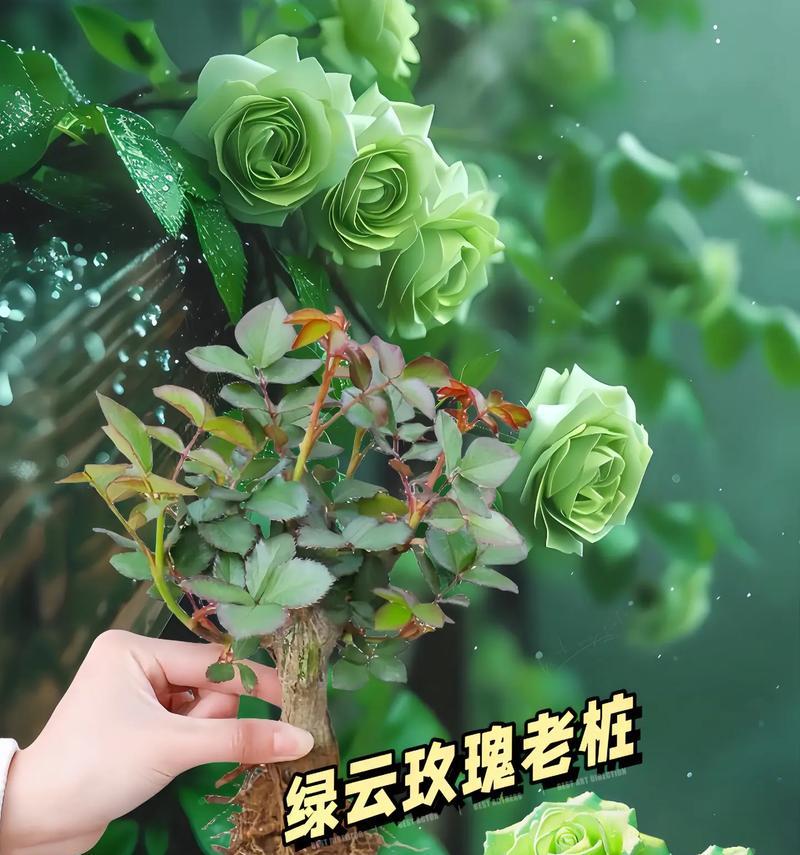蒸制绿色玫瑰花的寓意是什么？这种处理方式对花语有何影响？