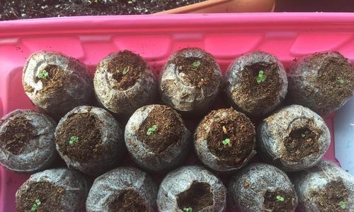 牛毛草有种子吗？如何繁殖和种植牛毛草？