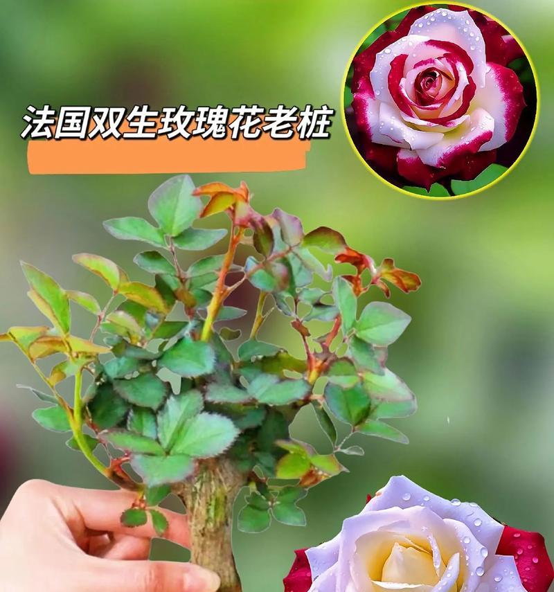 蒸制绿色玫瑰花的寓意是什么？这种处理方式对花语有何影响？