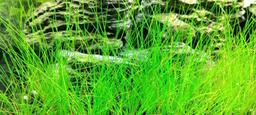 牛毛草种子怎么种植？种植过程中需要注意哪些问题？