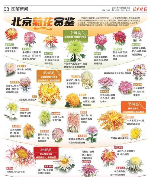 渐变菊花的花语寓意具体是什么？
