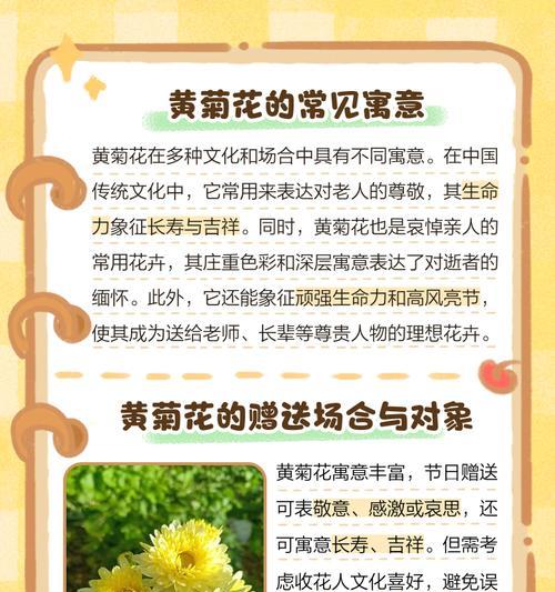 渐变菊花的花语寓意具体是什么？