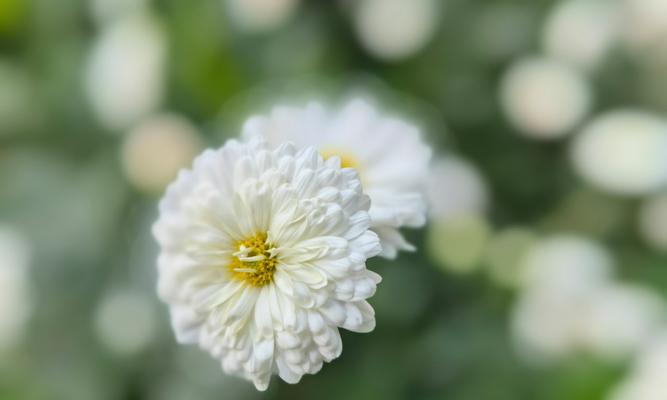 渐变菊花的花语寓意具体是什么？