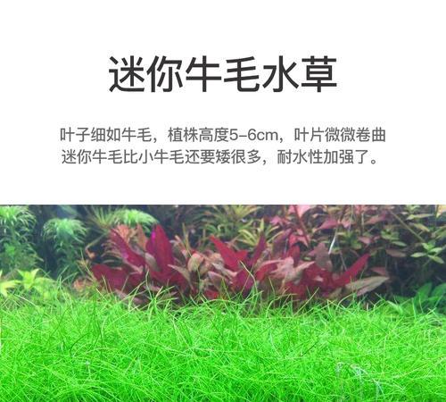 牛毛草种子怎么种植？种植过程中需要注意哪些问题？