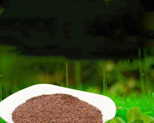 牛毛草种子怎么种植？种植过程中需要注意哪些问题？