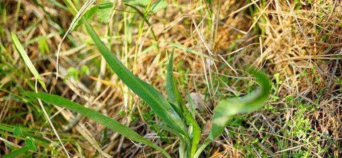 牛奶草是什么样子的？它的特点和生长环境有哪些？