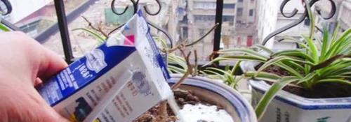 牛奶发酵后可以浇花吗？这样做对植物有什么影响？