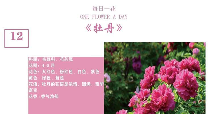 五月十二的花语大全是什么？它包含哪些花的花语？