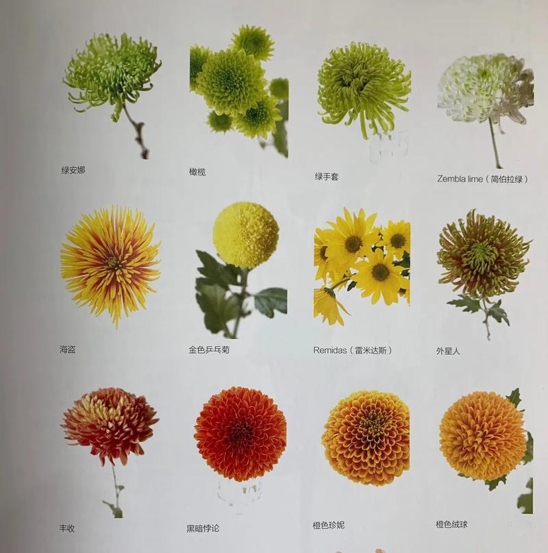 五月十二的花语大全是什么？它包含哪些花的花语？