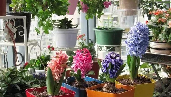 过期牛奶能用来浇花吗？哪些花卉适合用过期牛奶？