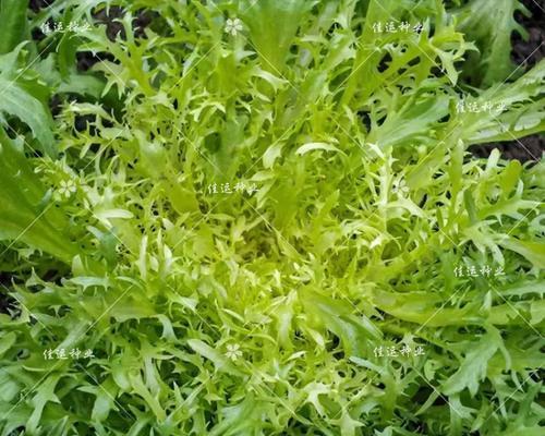 牛奶浇菜真的好吗？浇菜后需要注意什么？
