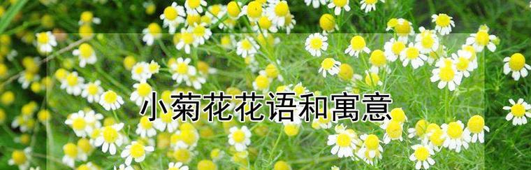 如何用花语评论朋友？哪种花语适合表达对朋友的看法？