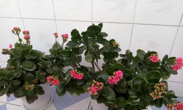 长寿花可以浇牛奶吗？浇牛奶对长寿花有什么影响？