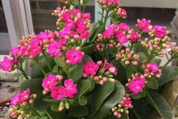 长寿花可以浇牛奶吗？浇牛奶对长寿花有什么影响？