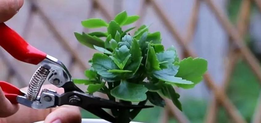 长寿花可以浇牛奶吗？浇牛奶对长寿花有什么影响？