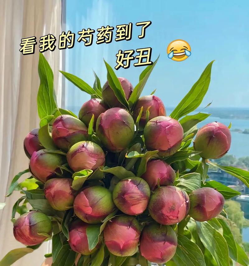 芍药花的外观如何？它的花语和寓意是什么？