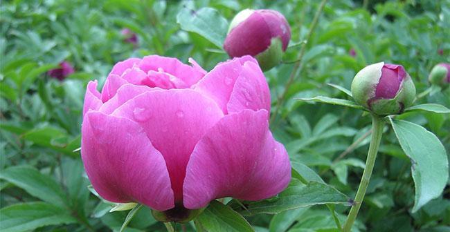 芍药花的外观如何？它的花语和寓意是什么？