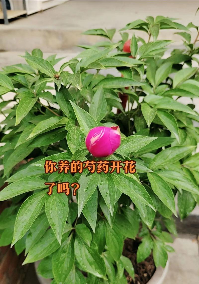 芍药花的外观如何？它的花语和寓意是什么？