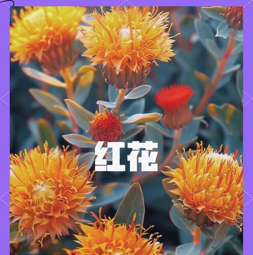 青春高雅的花语有何特别之处？它象征着什么？