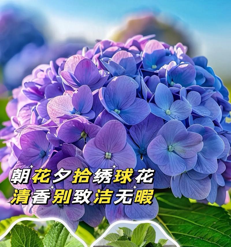 夏季花语摆什么花好看？它们的花语有哪些？