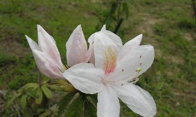 牛奶浇杜鹃花的正确方法与常见问题解答？