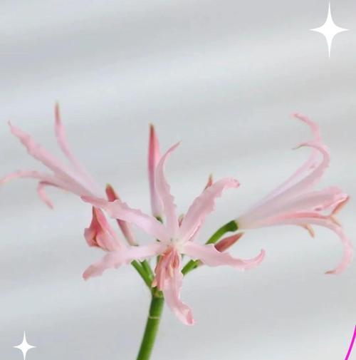 夏季花语摆什么花好看？它们的花语有哪些？