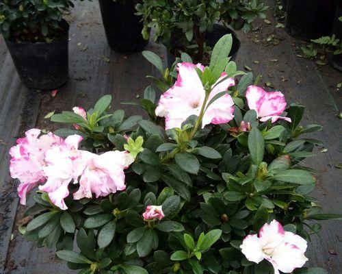 牛奶浇杜鹃花的正确方法与常见问题解答？