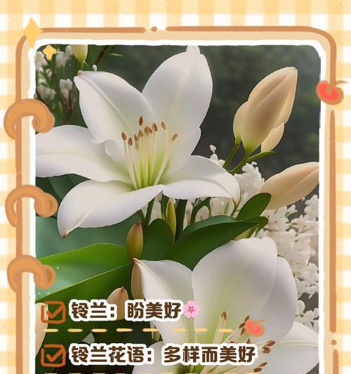 夏季花语摆什么花好看？它们的花语有哪些？
