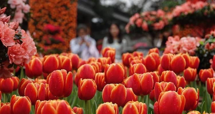 妇女节送什么花表达心意？