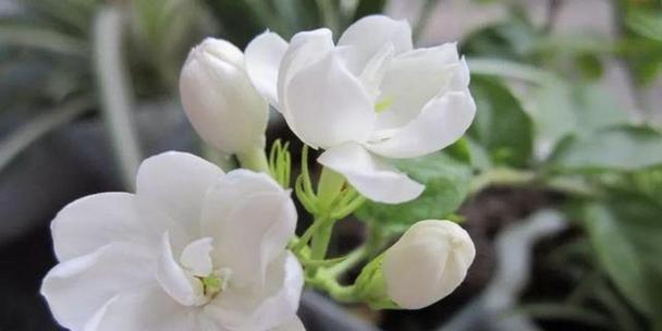 牛奶可以浇花吗？如何正确使用牛奶浇花？