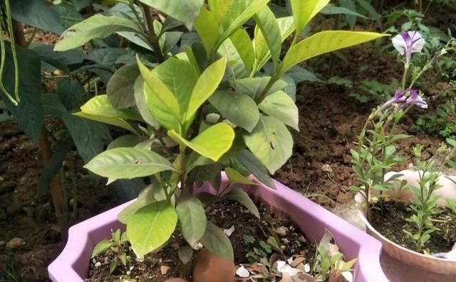 牛奶可以浇花吗？如何正确使用牛奶浇花？