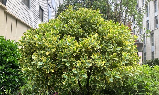 黄杨绿植花语是什么呢？黄杨代表什么意义？