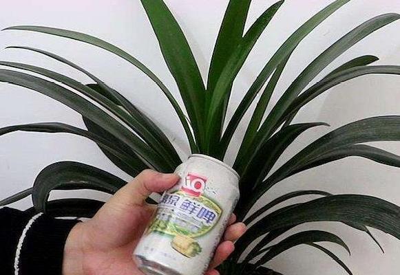 牛奶浇花的正确方法是什么？哪些花适合用牛奶浇灌？
