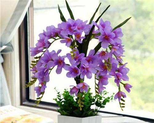 牛奶浇花的正确方法是什么？哪些花适合用牛奶浇灌？