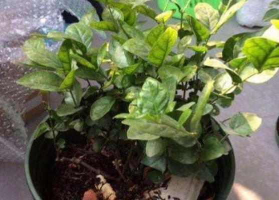 牛奶浇花的正确方法是什么？哪些花适合用牛奶浇灌？