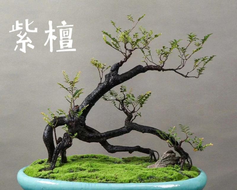 黄杨绿植花语是什么呢？黄杨代表什么意义？