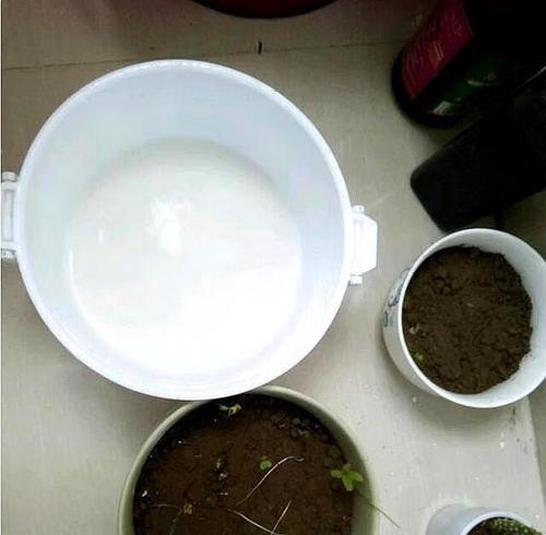 牛奶浇君子兰花可行吗？正确施肥方法是什么？